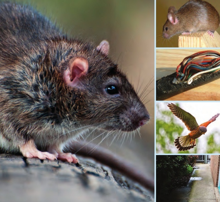 Quicksure Pest Control Pvt Ltd